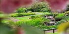 Japanese Garden - Cowra 